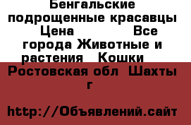 Бенгальские подрощенные красавцы. › Цена ­ 20 000 - Все города Животные и растения » Кошки   . Ростовская обл.,Шахты г.